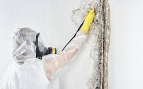 Bethel, WA Mold Remediation Company